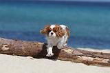 CAVALIER KING CHARLES 128